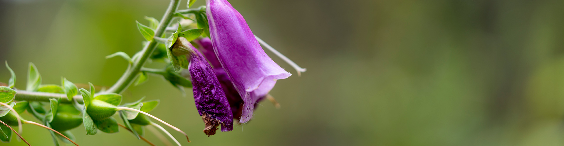 Nahaufnahme einer Fingerhut-Blüte